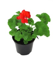 Piekna Pelargonia stojaca rabatowa czerwony,sadzonka w pojemniku P11.