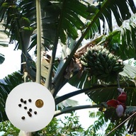 Musa balbisiana var. balbisiana – bananowiec BANAN | 10 nasion + instrukcja