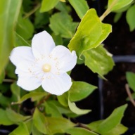 Jaśminowiec wonny Philadelphus coronarius "Innocence"