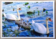 POCZTÓWKA - ŁABĘDZIA RODZINA - ZDJĘCIE