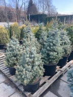 Świerk kłujący Pygmaea Compacta 110cm