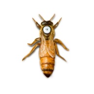 Matki pszczele - GP Sowa - nieunasienione