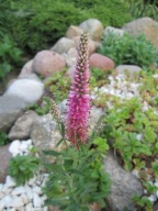 Przetacznik kłosowy Veronica spicata 'Red Fox' 'Rotfuchs' p9