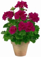 Pelargonia ŁOSOSIOWA zonale Grandeur Dark Neon Purple