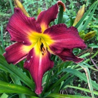 Liliowiec Bordowy pająk