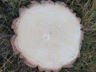 Plaster drewna Brzozy duży krążek 1 szt. 25–30 cm Grubość 2 cm Naturalny