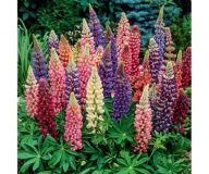 Łubin trwały mieszanka kolorów pojemnik 1,5 l