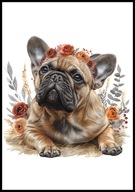 A2 OBRAZ PLAKAT PIES PLAKAT BULDOG FRANCUSKI