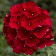 Werbena Verbena H. Lanai Compact Deep Red