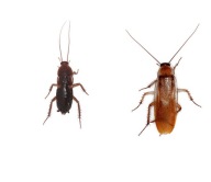 Karaczany Tureckie wyleg 0.5 - 0.8cm 200szt+ turki