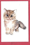 Kot kotek koty rasa harce kot w życiu człowieka pocztówka