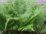 PAPROĆ PIÓROPUSZNIK STRUSI sadzonka....