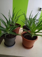 Aloes drzewiasty leczniczy, przeciwzapalnie,odpornościowym