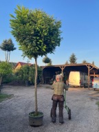 Robinia Akacjowa Akacja Kulista szczepiona Leszno woj. wlkp