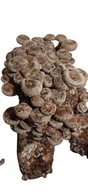 Grzybnia Shiitake, Gotowy zestaw, grow kit