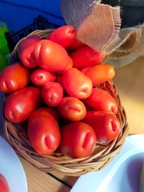 Pomidor DWARF Aurija niski