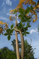 Azalia pachnąca 2 piętrowa 150 cm szczepiona inna