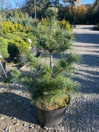 Sosna drobnokwiatowa Shizukagoten 60-80cm