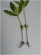 CYNIA DALIA MIX KOLORY PEŁNE KWIATY SADZONKI 50 SZTUK Z GOŁYM KORZENIEM