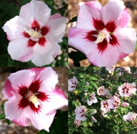 Hibiskus HAMABO Biały z czerwonym oczkiem