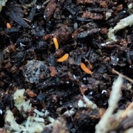 Pomarańczowe skoczogonki yuukianura aphoruroides 10 sztuk