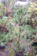 Sosna bagienna omszona 12at daglezja cis jałowiec cyprys świerk jodła inna