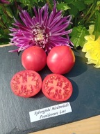 Pomidor Syberyjski Niedźwiedź malinówka z Syberii nasiona kolekcjonerskie
