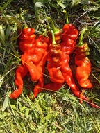 Papryka Dolce Espana OR SPANISH MAMMOTH słodka nasiona kolekcjonerskie