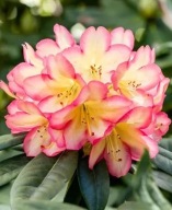 RÓŻANECZNIK 'ROBERT DE BELDER' | Wyjątkowy dwubarwny | RHODODENDRON