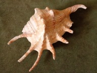 Naturalna muszla morska - Lambis lambis - duża 19 cm.