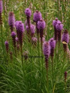 LIATRA KŁOSOWA bezobsługowa miododajna NA SŁOŃCE sadzonki fioletowe maczugi