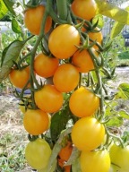 Sadzonka Pomidora odmiana Cytrynek Groniasty