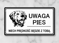 Grawerowana złota tabliczka uwaga pies golden retriever