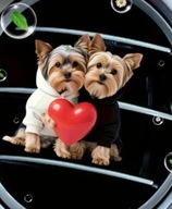 Zapach 2D PIESEK do samochodu na kratkę nawiewu WALENTYNKI