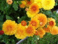 CHRYZANTEMA ZIMUJĄCA ## POMARAŃCZOWE KULE ##### ODMIANA KŁĄCZOWA