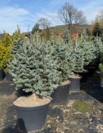 Jodła górska Compacta 80cm