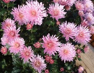 CHRYZANTEMA ZIMUJĄCA ### ROCOCO ####