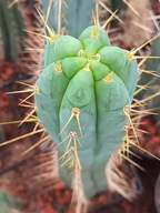 Kaktus Trichocereus Pach X bridgesii największy PB1 + gratisy + ogrzewacz