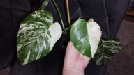 Monstera borsigiana variegata