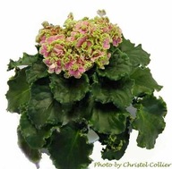 FIOŁEK AFRYKAŃSKI ### BISHOP ### 1LIŚĆ