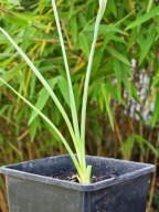 Yucca rigida – Srebrzysta juka z półpustyń Meksyku! +GRATIS instrukcja