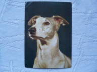 CHART POLSKI PIECZĄTKA Z ZOO WARSZAWA