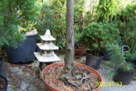 Lipa tarasowa okaz 18 letnia w misie inna