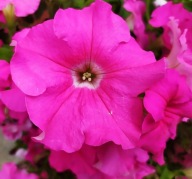 Petunia Conchita Grande Pink WIELKI KWIAT zwisająca