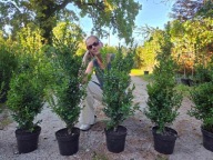 Bukszpan sadzonka 60-65cm