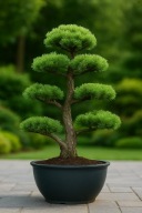 NA big BONSAI Sosna drobnokwiatowa 'Blue Giant'