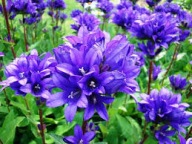 Dzwonek Skupiony Sadzonka P9