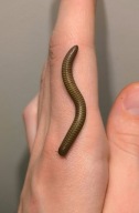 Salpidobolus sp. Irian Jaya wij