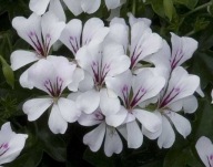 Pelargonia zwisająca PELTATUM Glacier White DŁUGA