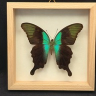 Motyl w gablotce Papilio Peranthus Adamantius 1